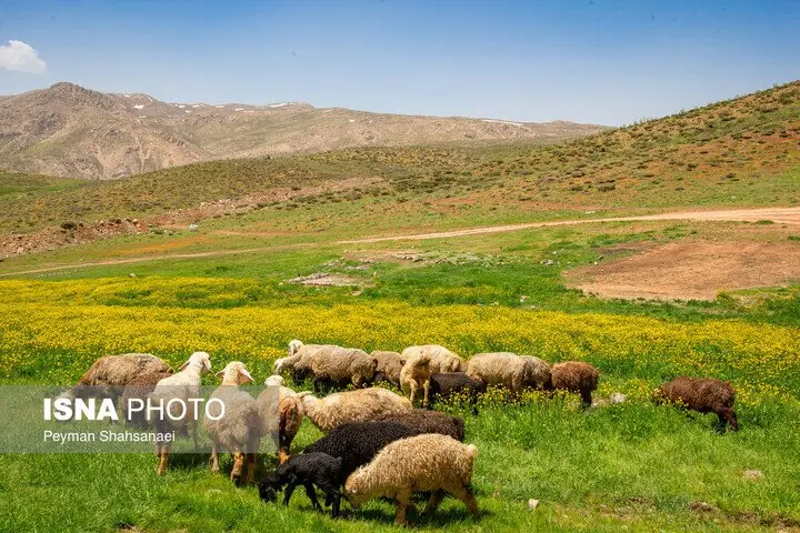  مدیرکل امور عشایر البرز: ۸۶۰ خانوار عشایری استان ۳۲۱ هزار رأس دام را مدیریت می‌کنند