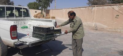 کشف طوطی قاچاق در زاهدان