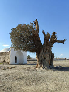  سروهای کهنسال ایران