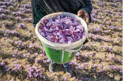 زعفران ایرانی سودی خالص برای افغانی!