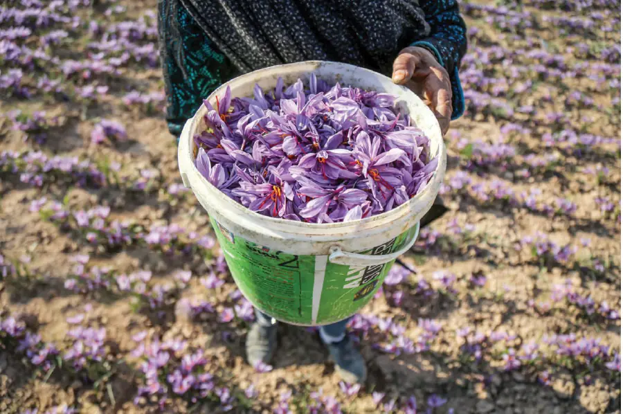  زعفران ایرانی سودی خالص برای افغانی!