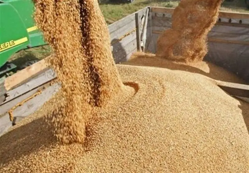 تولید داخل جایگزین 40 درصد جو وارداتی شد - تسنیم