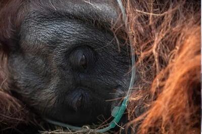 وضع وخیم اورانگوتان نجات یافته از آتشسوزی | آخرین خبر