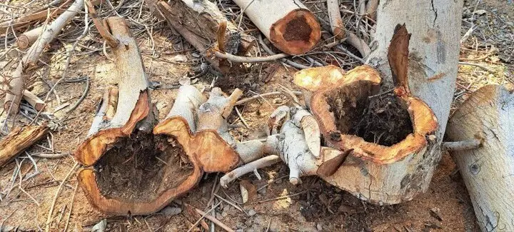 هجوم آفت به انجیر معابد
