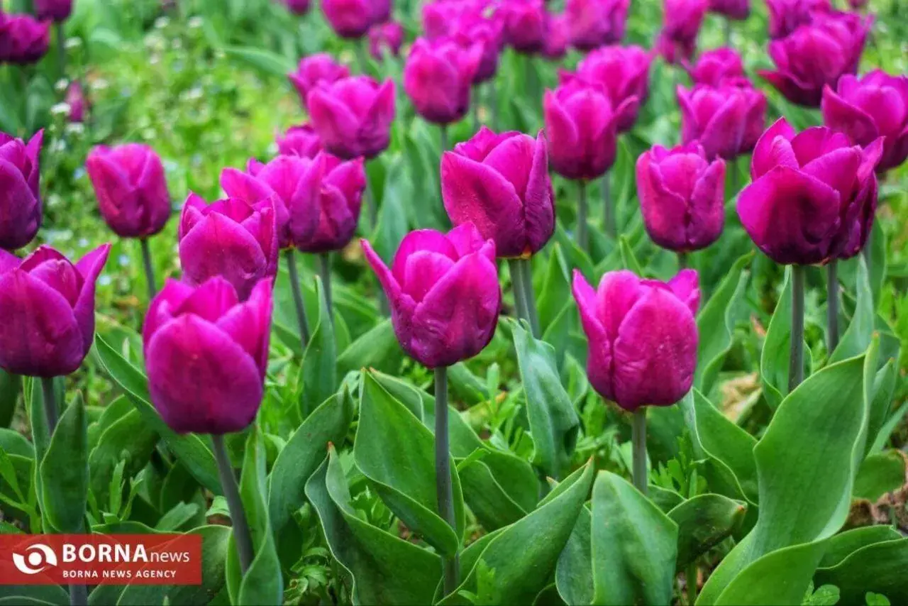 بزرگترین باغ گل لاله آسیا در کشمیر هند