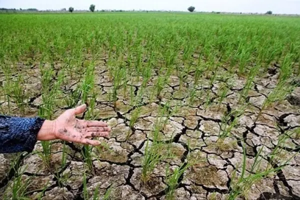 دستورالعملی برای مقابله با النینو به کشاورزان خوزستانی ابلاغ میشود