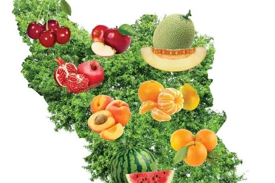 صادرات میوه بدون شناسنامه