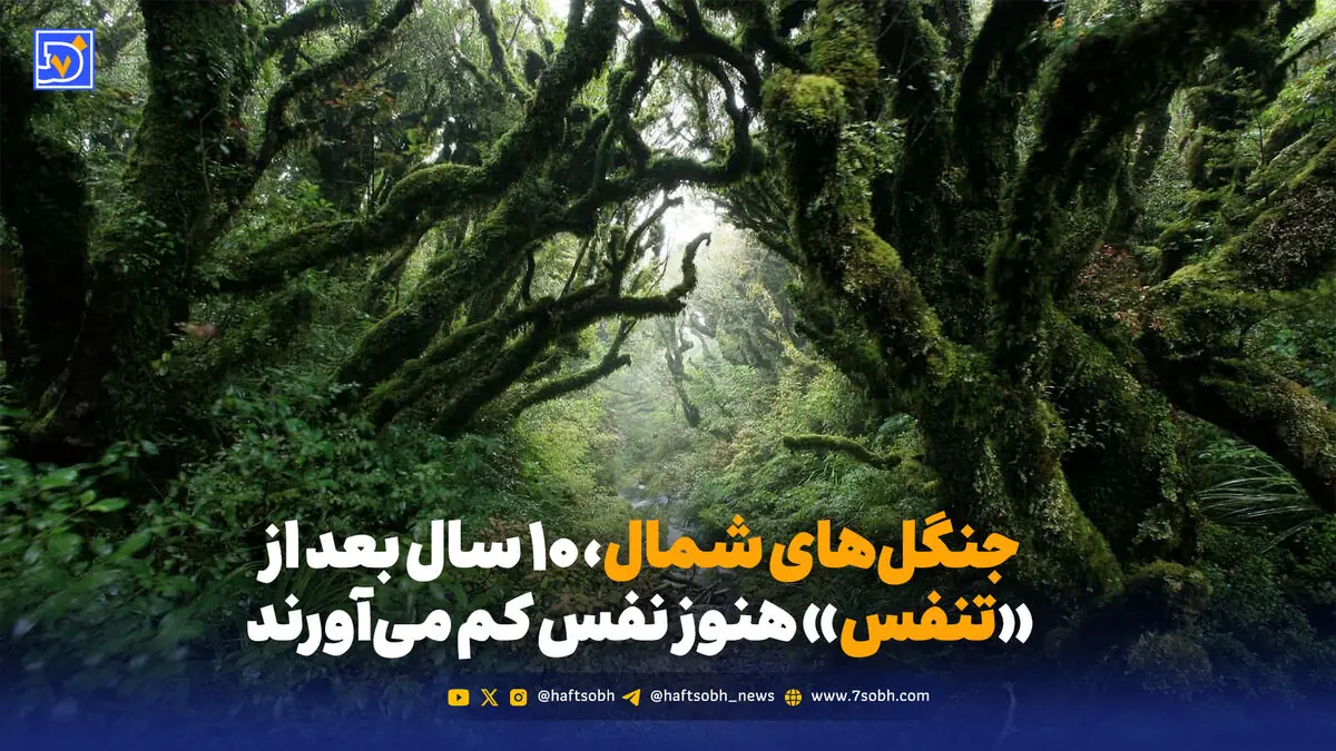 جنگلهای شمال؛ ۱۰ سال تنفس و یک بحران تازه