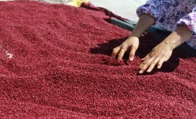  سماق هوراند در مسیر جهانی‌شدن