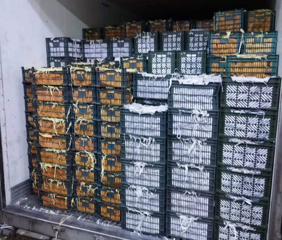 صادرات میوه بدون شناسه ممنوع است