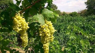 انگور مشگین‌شهر در مسیر بازارهای صادراتی/ظرفیت تولید ۳۰ هزار تن در سال جاری