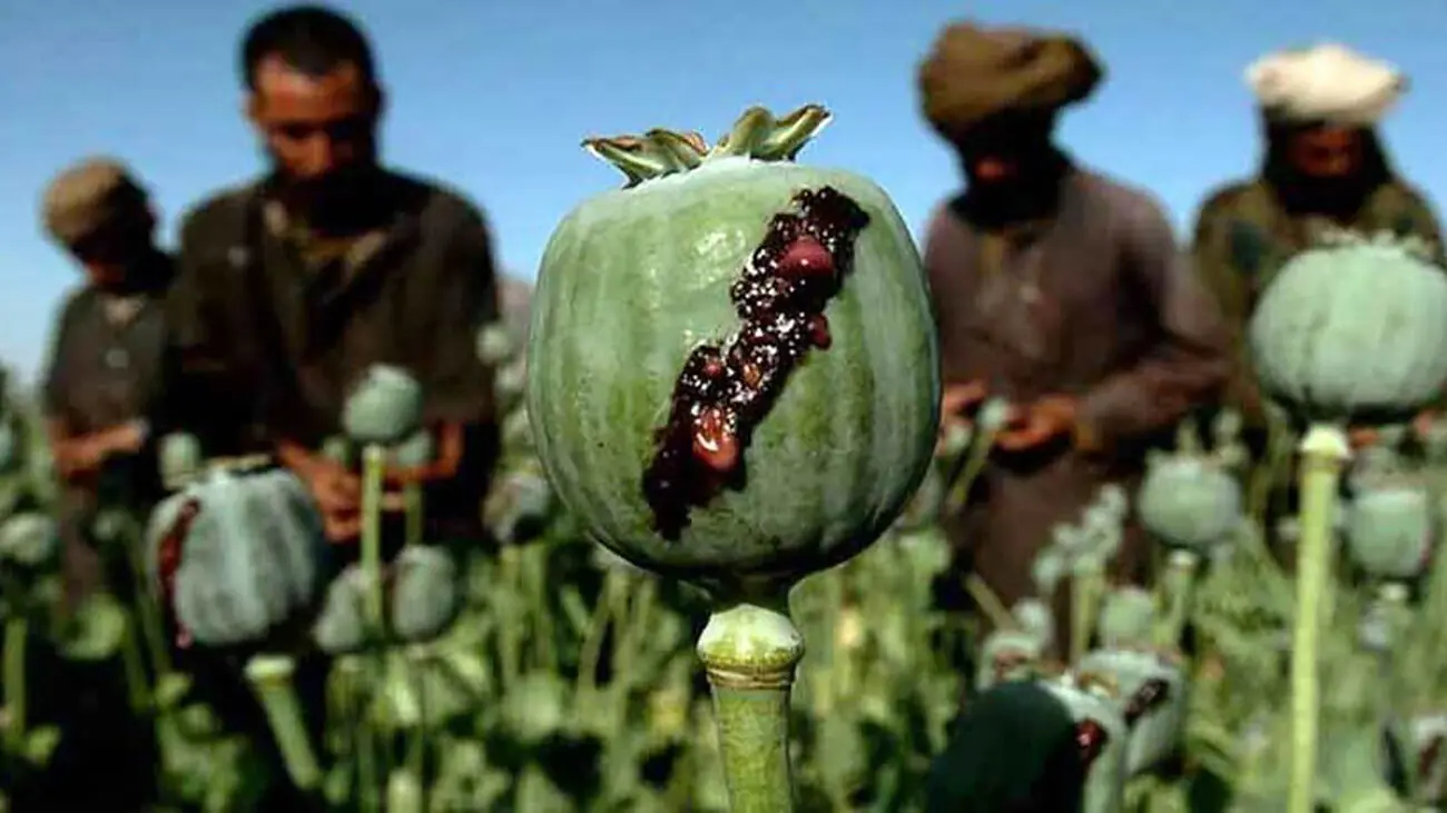کشف شیره تریاک دفنشده در باغچه خانه سوداگر مواد مخدر در شیروان