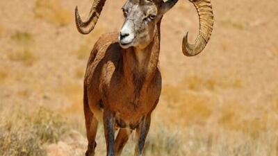 قوچ وحشی بر فراز کوههای بافق + فیلم