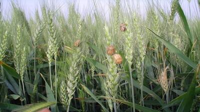 مبارزه علیه آفت سن گندم به ۲ میلیون و ۸۰۰ هزار هکتار رسید