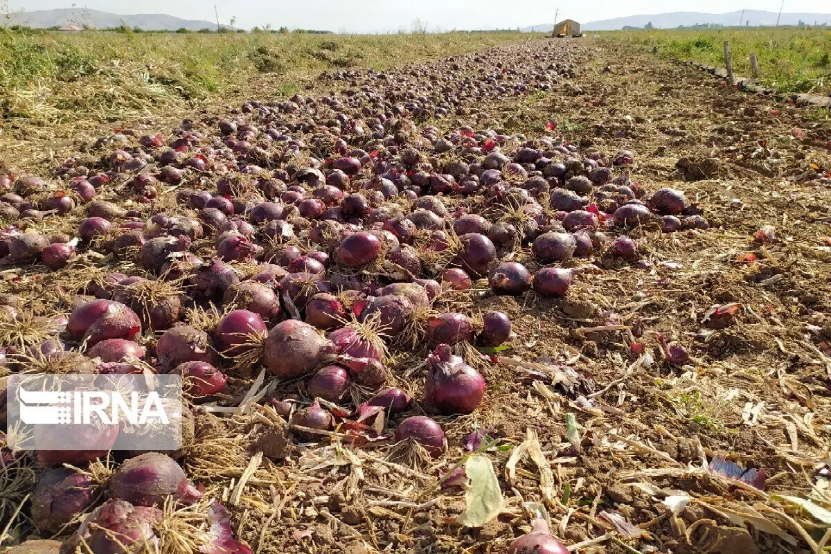  پنج هزار تن پیاز خراسان‌شمالی در مسیر بازارهای صادراتی | آخرین خبر
