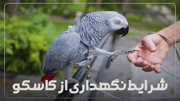 شرایط نگهداری از کاسکو