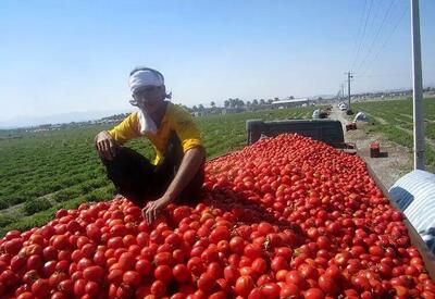  ممنوعیت صادرات گوجه‌فرنگی توسط وزارت جهادکشاورزی رد شد