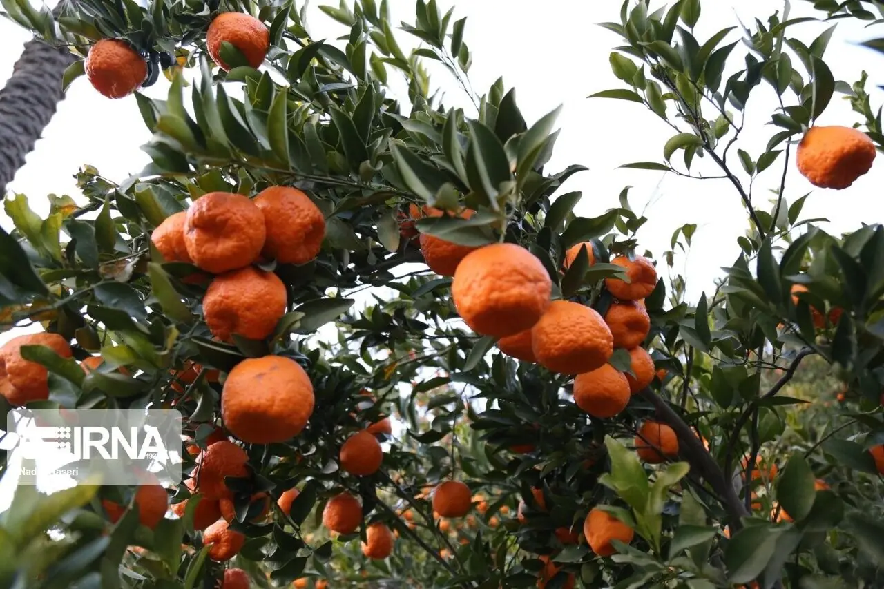 دستورالعمل اجرایی مدیریت بیماری ویروسی مرکبات ابلاغ شد