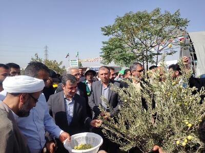  نخستین برداشت زیتون از محل تخلیه نخاله قیامدشت تهران