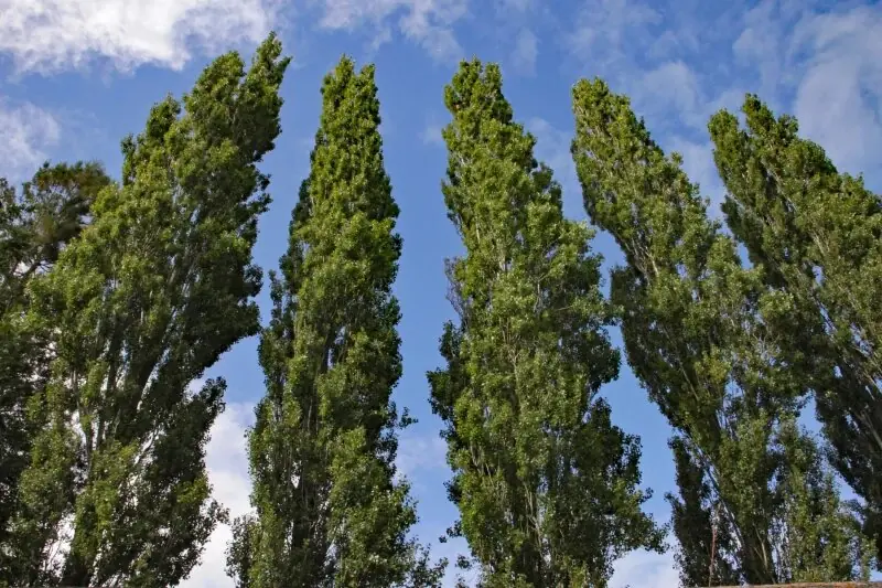 درختها عضله دارند!