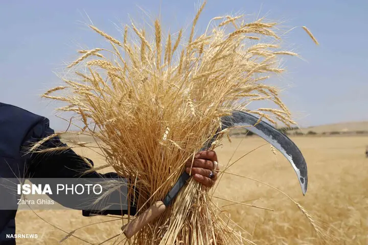  جشنواره روستایی «بذر تا نذر» در کبک‌آباد مهریز برگزار می‌شود