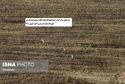  ثبت تصاویر یک خانواده آهو در شهرستان ابهر