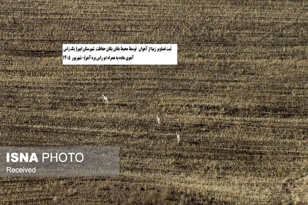 ثبت تصاویر یک خانواده آهو در شهرستان ابهر