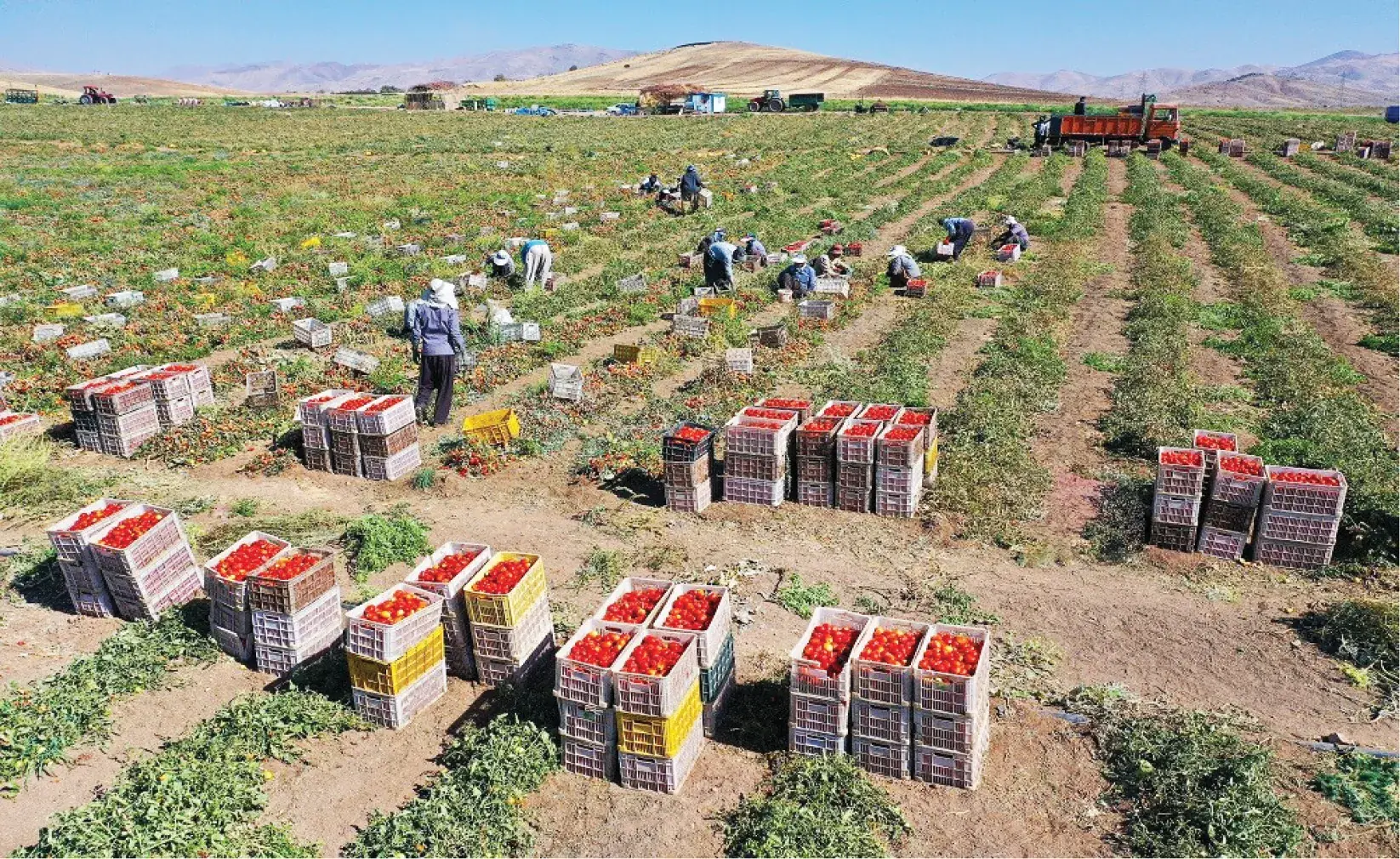 بخش کشاورزی پوستاندازی میکند