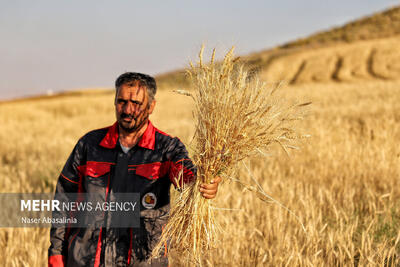 اینفوگرافیک؛خرید ۴۲ هزار تن گندم از کشاورزان خراسانشمالی