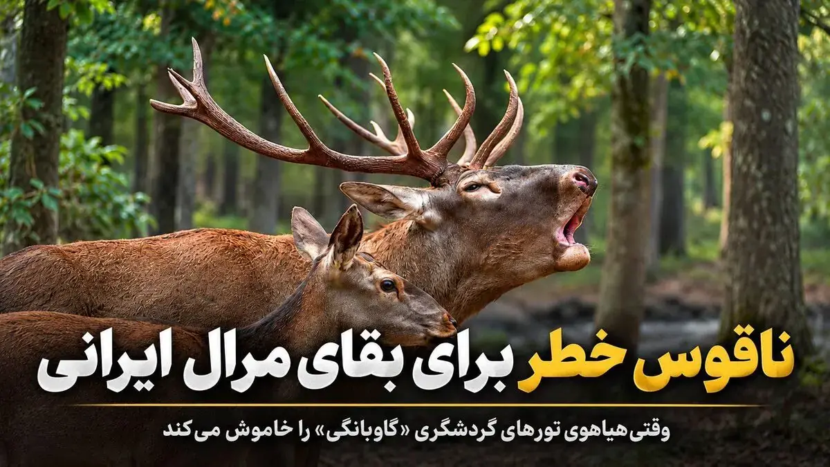  ناقوس خطر برای بقای مرال ایرانی؛ وقتی هیاهوی تورهای گردشگری «گاوبانگی» را خاموش می‌کند + فیلم