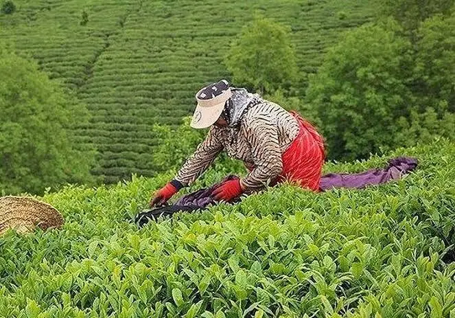 رشد ۷۲ درصدی قیمت خرید تضمینی برگ سبز چای در سال جاری