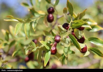 عناب خراسان جنوبی؛ ظرفیت مغفول برای خلق هویت غذایی و برند بومی - تسنیم