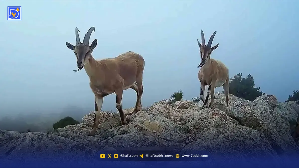 افزایش تعداد آهو برای بازگشت یوزپلنگ به خراسان شمالی
