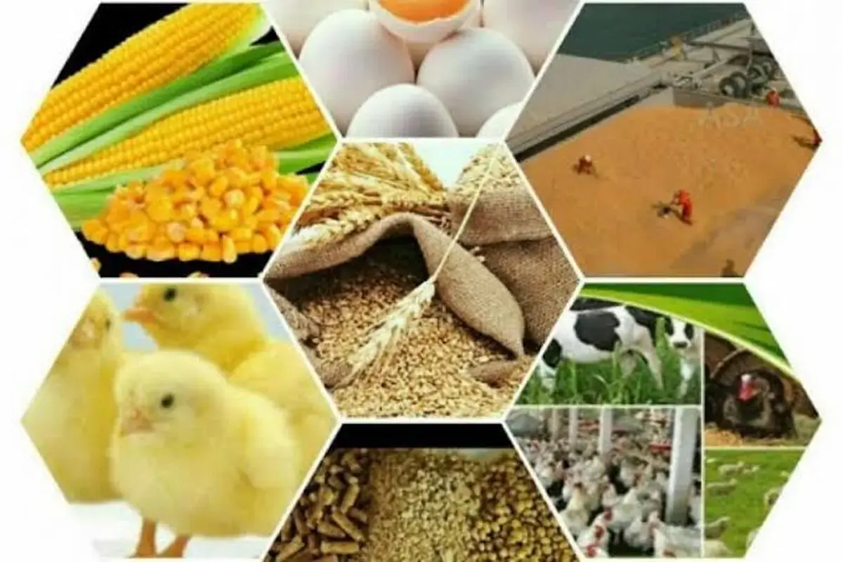 شتابگیری صادرات محصولات حوزه دام و طیور استان مرکزی / رشد 173 درصدی صادرات لبنیات