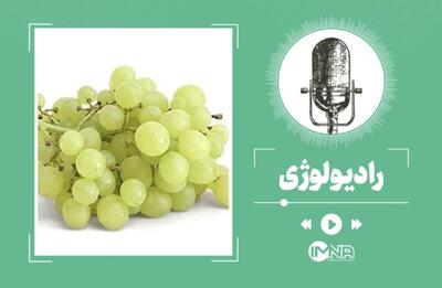 خواص انگور؛ از سلامت قلب و گوارش تا آنتیاکسیدانهای قوی