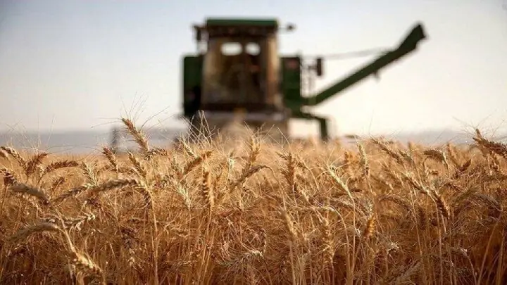 رکوردشکنی تولید گندم