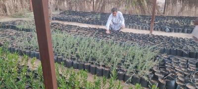 پیوند «آبگیر» و «بذر» در جنوبشرق؛ نسخه بومی منابع طبیعی برای مهار کانونهای فرسایش و احیا