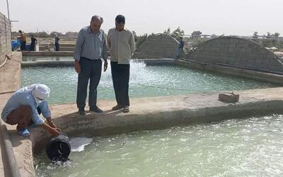 آغاز رهاسازی بچهماهی قزلآلا در هامون