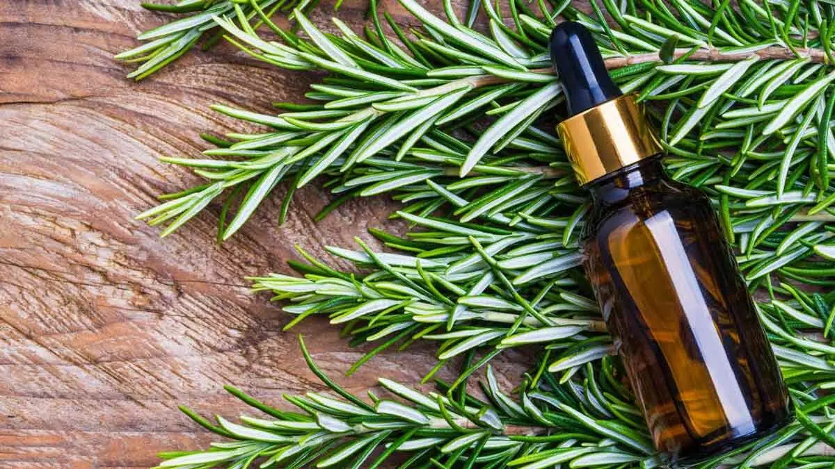 رزماری در برابر آکنه؛ آیا یک گیاه میتواند رقیب درمانهای رایج شود؟