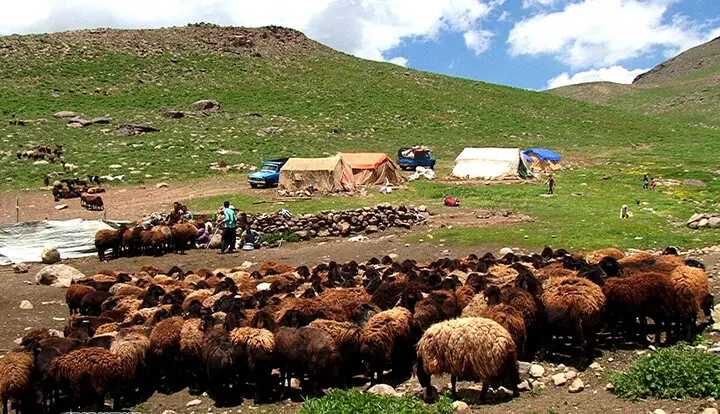 چتر سلامت بر سر گلههای کوچرو / آغاز پایش ۵۰۰۰ رأسی دام عشایر جنوب کرمان