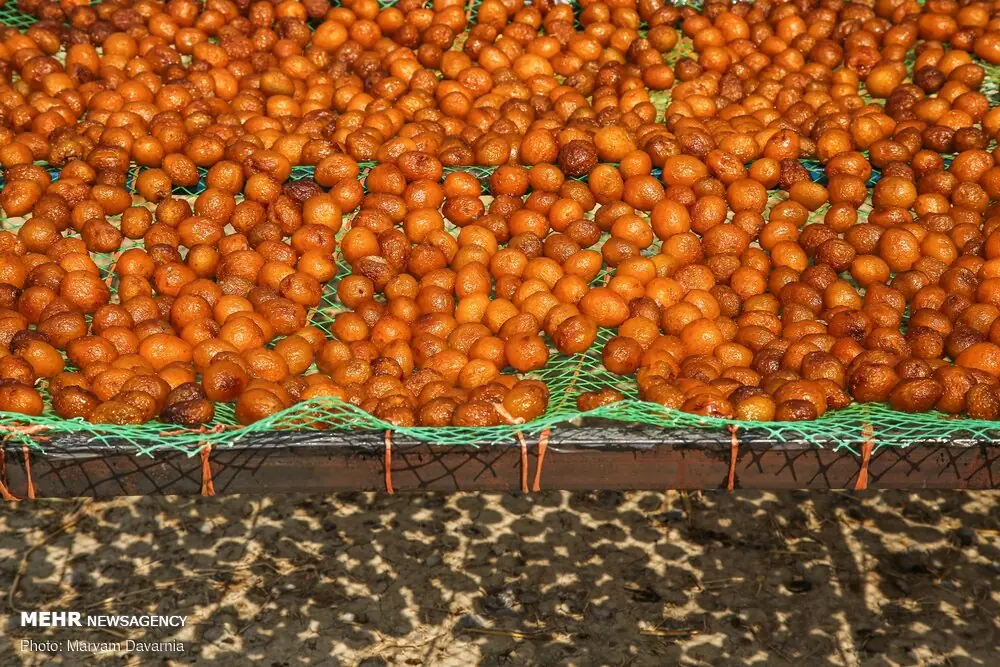 پیشبینی تولید بیش از ۷۵۰۰ تُن آلوبخارا در فارس