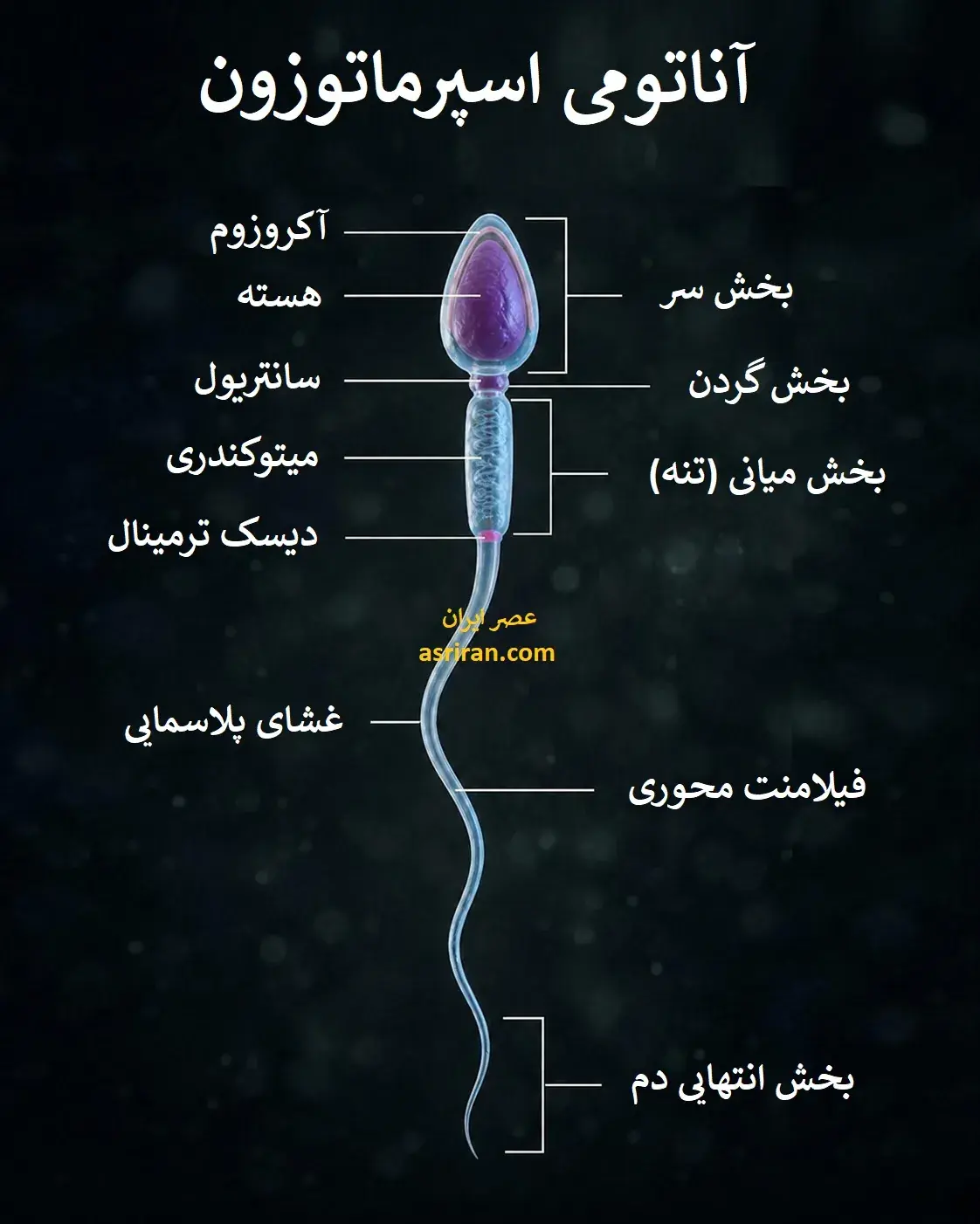 اینفوگرافیک: ساختار و وظایف سلول جنسی نر