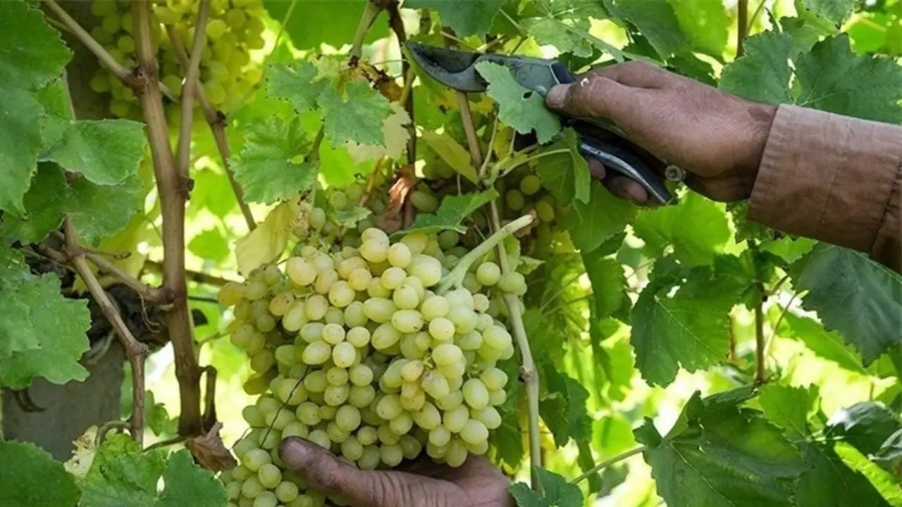خودنمایی انگور در باغهای باغهای روستاهای هفتخانه و مزده شهرستان خلیل آباد