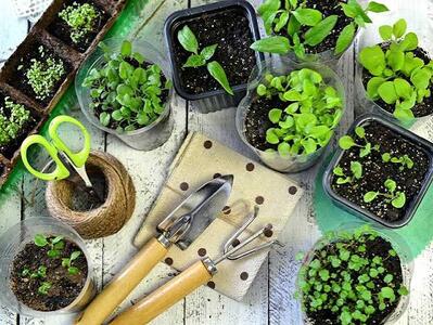 فقط کاشتنِ یه دونه بذر، برای سبز شدنِ یه مزرعه کافیه؟ | آخرین خبر