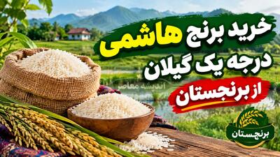 خرید برنج هاشمی درجه یک گیلان؛ برنج اصیل شمال را از فروشگاه معتبر برنجستان بخرید/ لینک خرید بهترین برنج ایرانی berenjestan.com