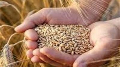 فتح قله ۱۴ میلیون تنی گندم