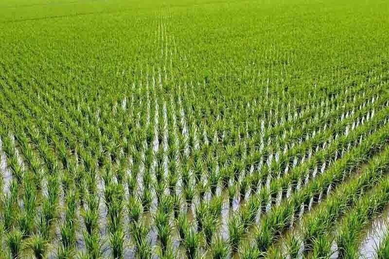  چهار هزار و ۷۰۰ هکتار از مزارع دزفول زیر کشت شلتوک رفت