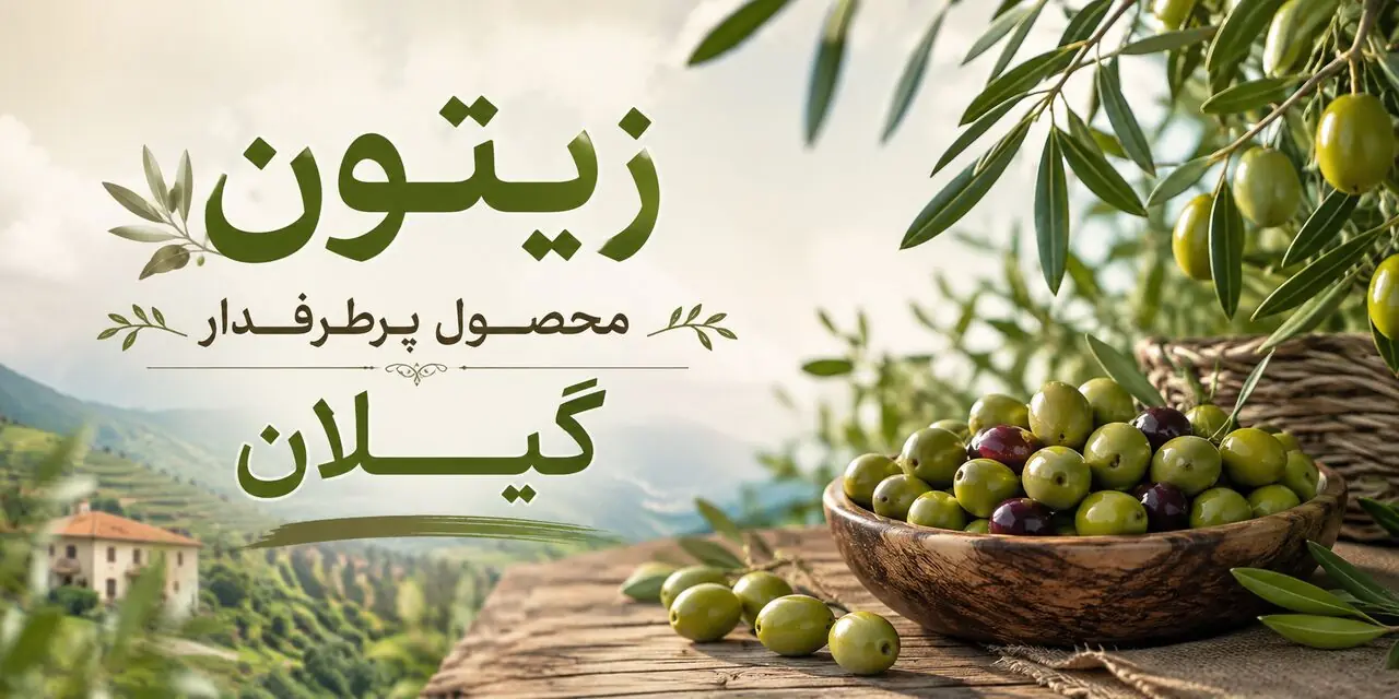  اینفوگرافیک| پیش‌بینی برداشت ۲۵ هزار تن زیتون در گیلان
