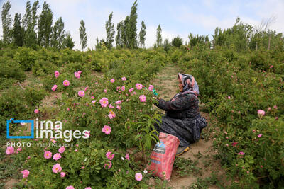  جای خالی تسهیلات و زنجیره ارزش، برای رونق تولید گیاهان دارویی در گلستان