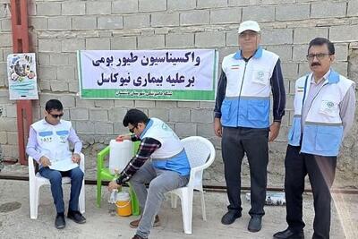  طرح واکسیناسیون طیور بومی علیه بیماری نیوکاسل در دشتستان اجرا شد